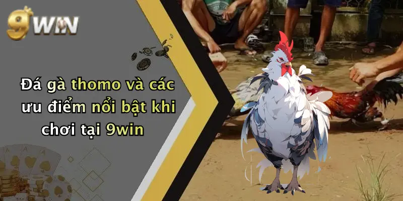 Đá gà thomo và các ưu điểm nổi bật khi chơi tại 9win