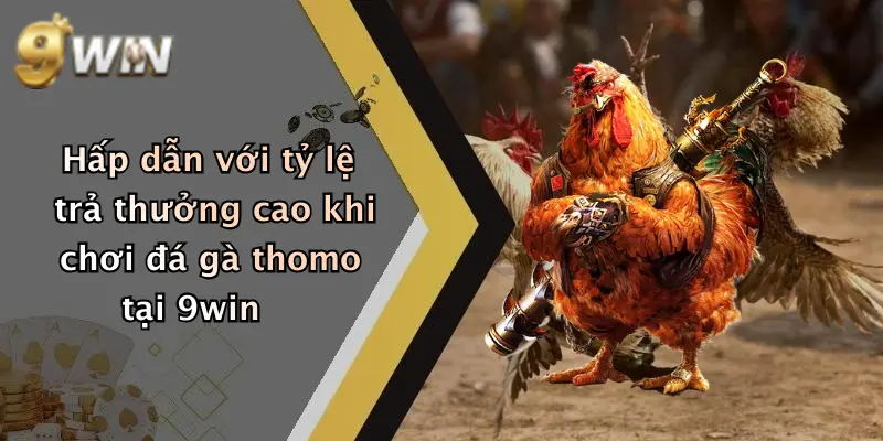 Hấp dẫn với tỷ lệ trả thưởng cao khi chơi đá gà thomo tại 9win