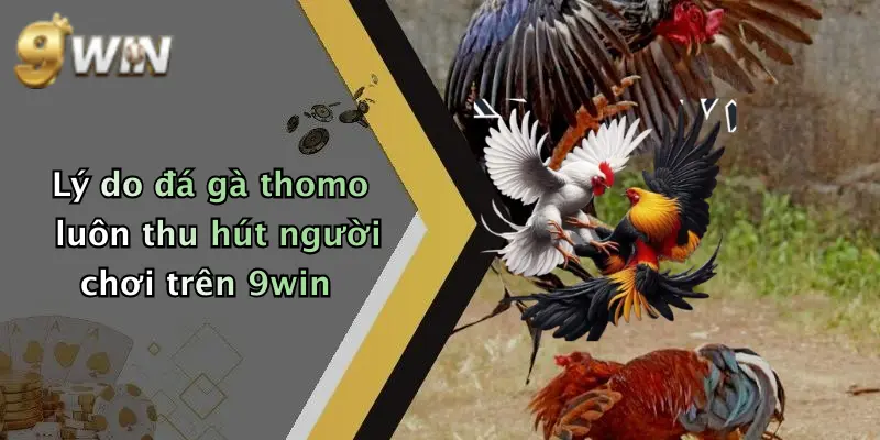 Lý do đá gà thomo luôn thu hút người chơi trên 9win