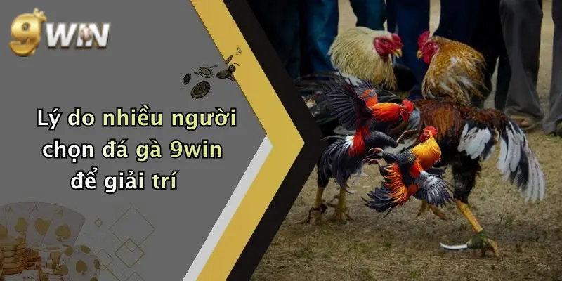 Lý do nhiều người chọn đá gà 9win để giải trí