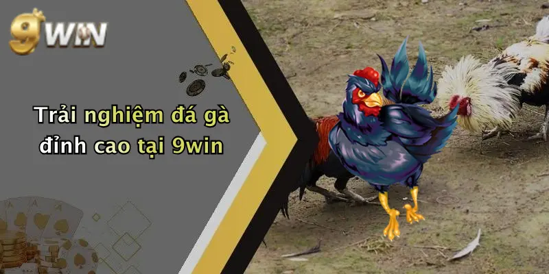 Trải nghiệm đá gà đỉnh cao tại 9win