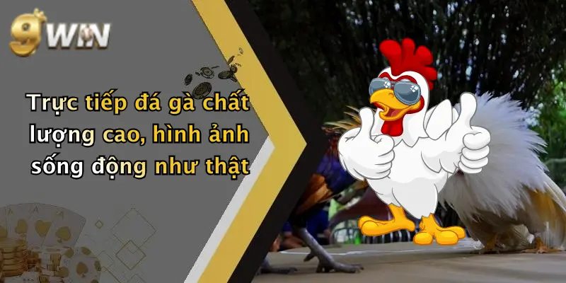 Trực tiếp đá gà chất lượng cao, hình ảnh sống động như thật
